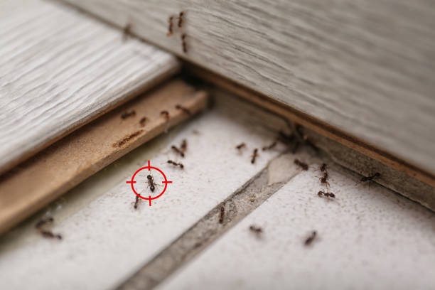 Pest Control Cost in Council Bluffs, IA
