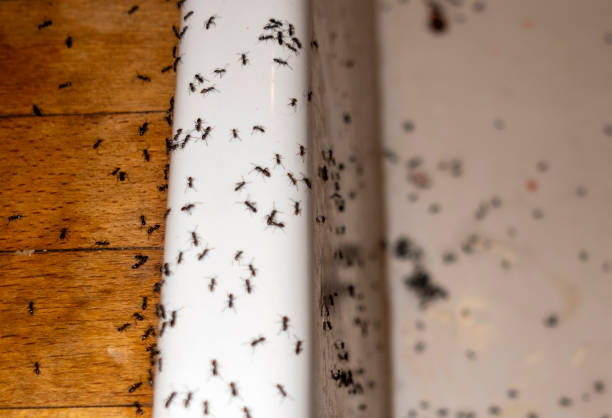 Best Emergency Pest Control  in Council Bluffs, IA