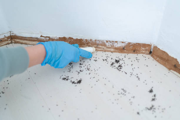 Best Affordable Pest Control Services  in Council Bluffs, IA